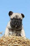 BOULEDOGUE FRANCAIS 476